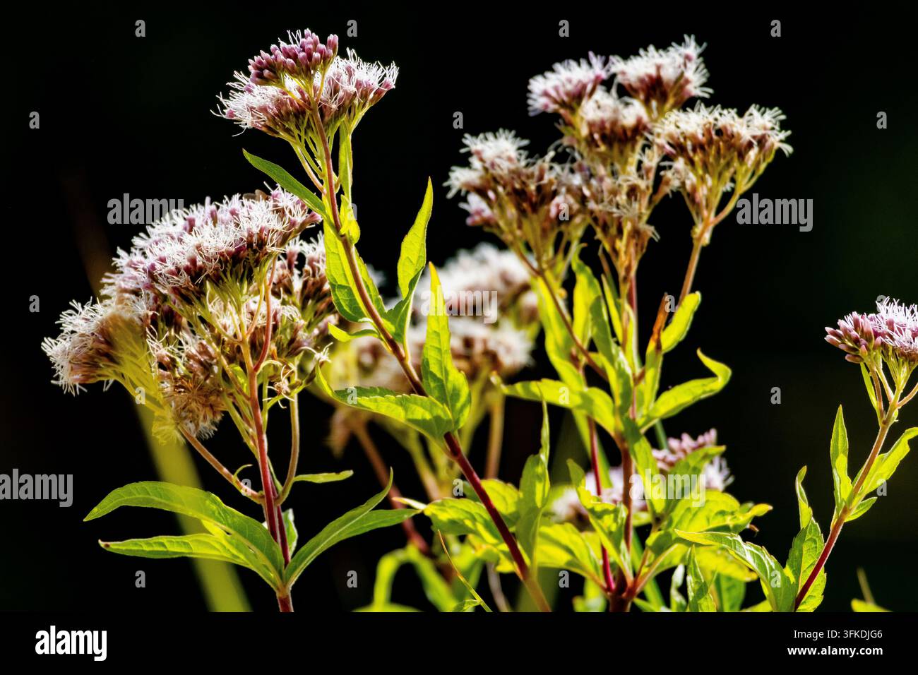 Un amas de délicates fleurs sauvages blanches se détache brillamment sur un fond sombre avec des feuilles vert vif. Une étude botanique de la forme texturée et de la fin de l'été Banque D'Images