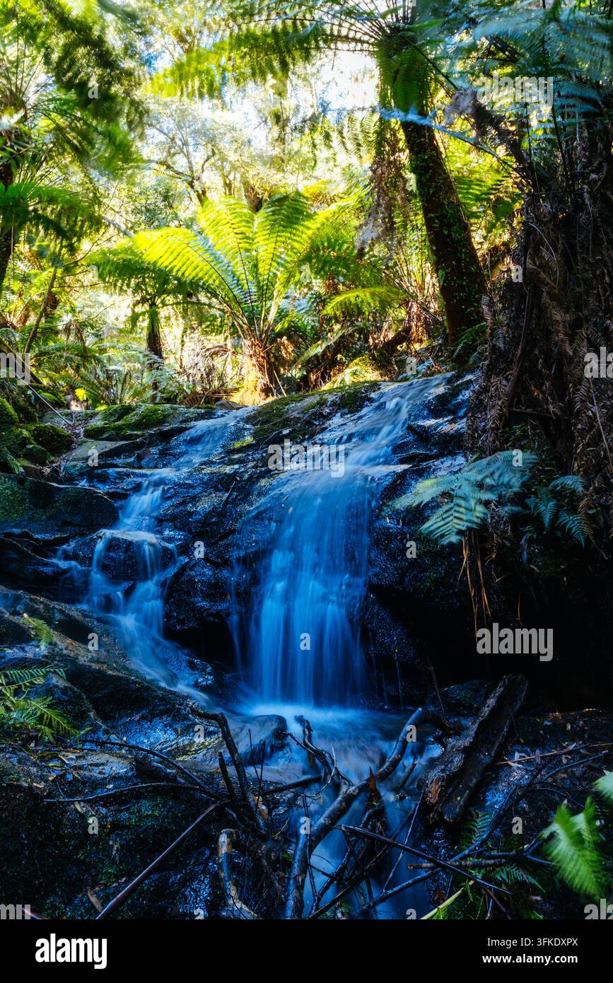 TARRA VALLEY, AUSTRALIE - 20 SEPTEMBRE 2026 : Une petite cascade dévale des rochers sombres dans la forêt tropicale luxuriante du parc national de Tarra-Bulga, avec pr Banque D'Images