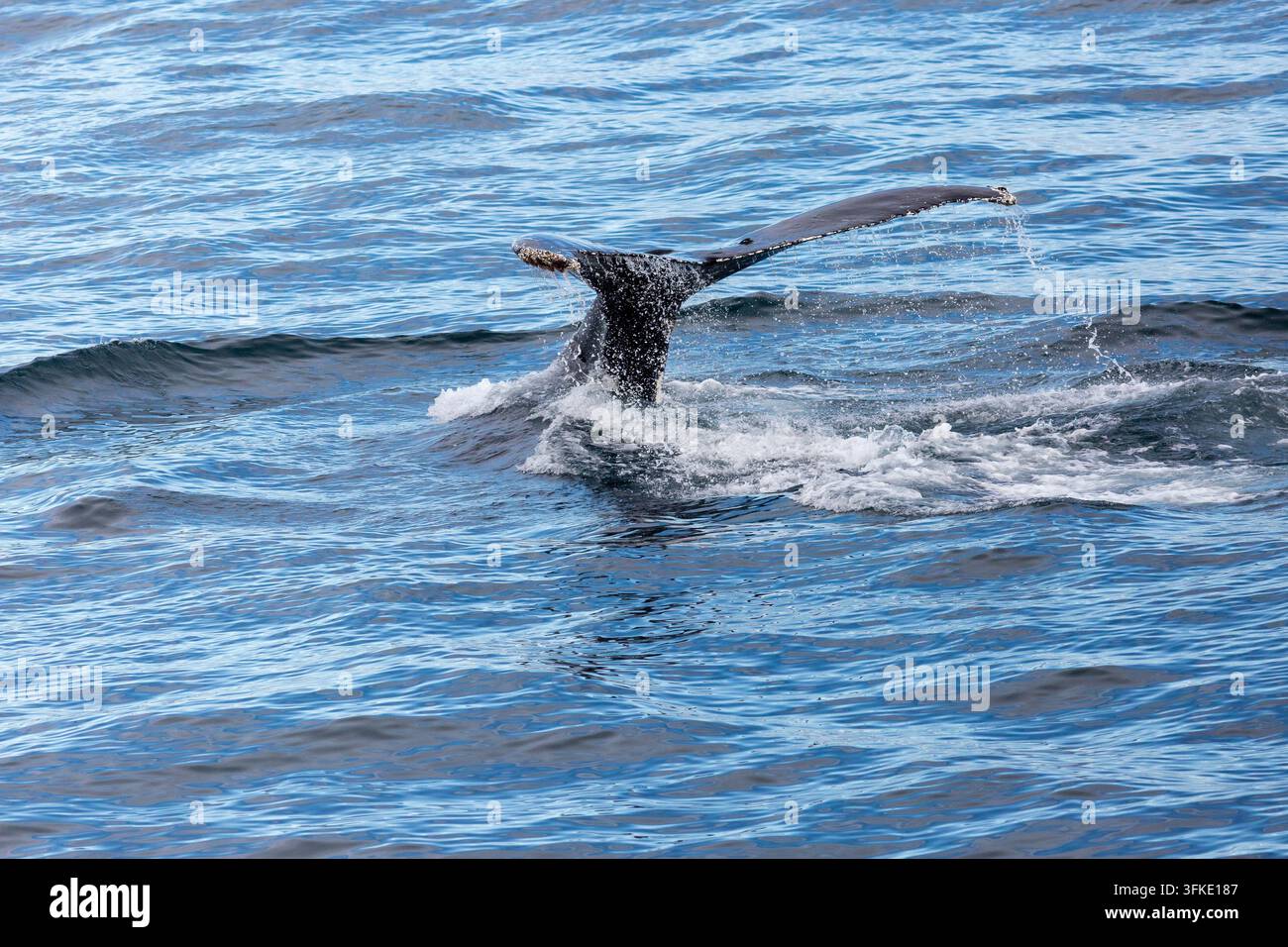 Queue d'une baleine à bosse près de l'île de Wrangel, Arctique Banque D'Images