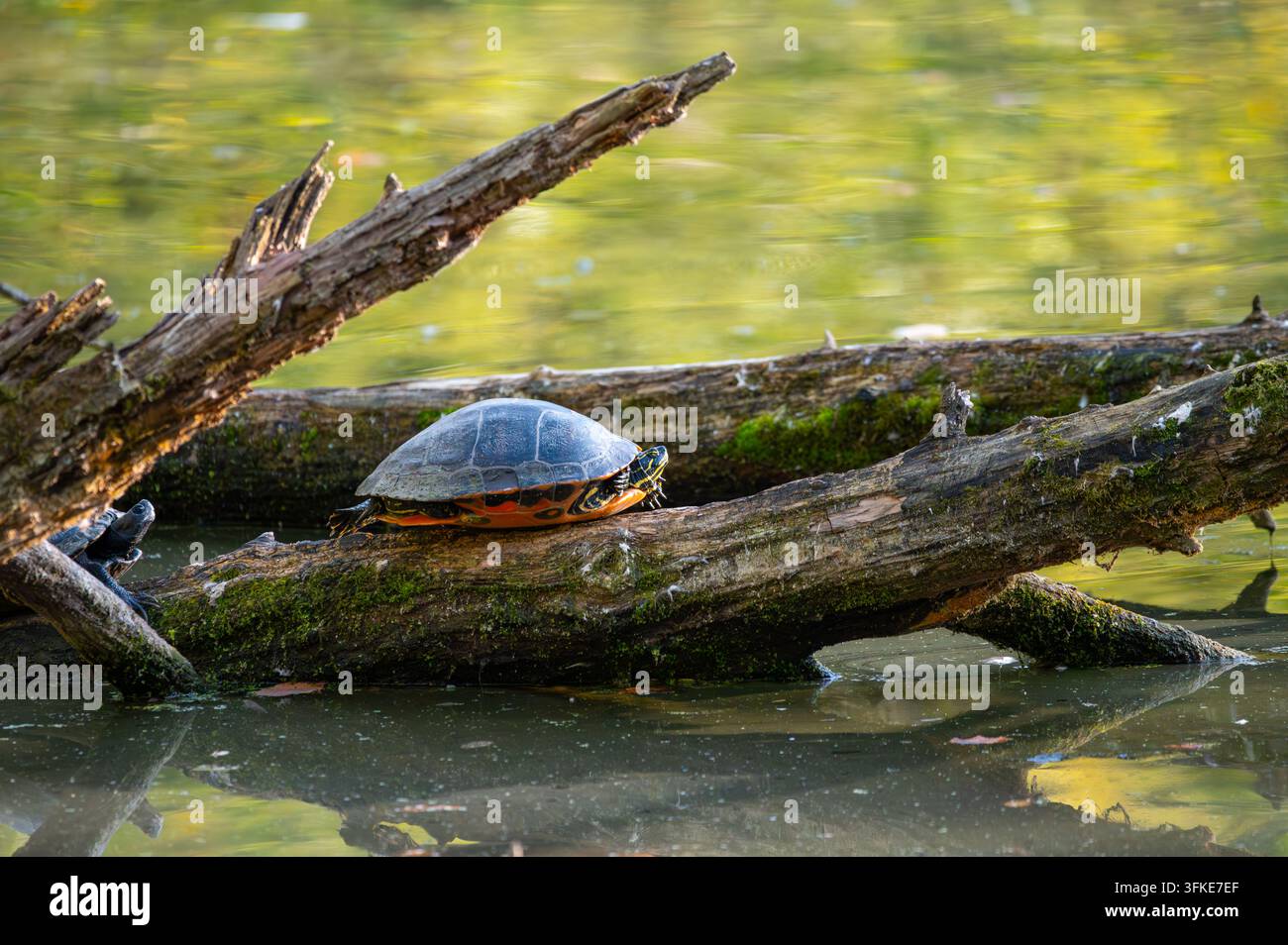 Un plan rapproché au niveau des yeux d'une tortue peinte reposant sur une bûche moussue et érodée flottant dans un étang calme et ensoleillé. La carapace colorée et la marque de la tortue Banque D'Images