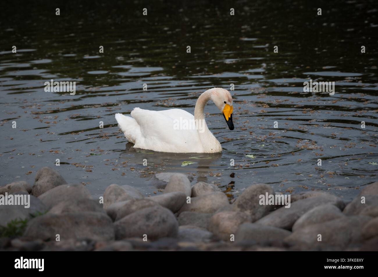 Cygnes tuberculés nageant sur l'eau près de galets au bord du lac Banque D'Images