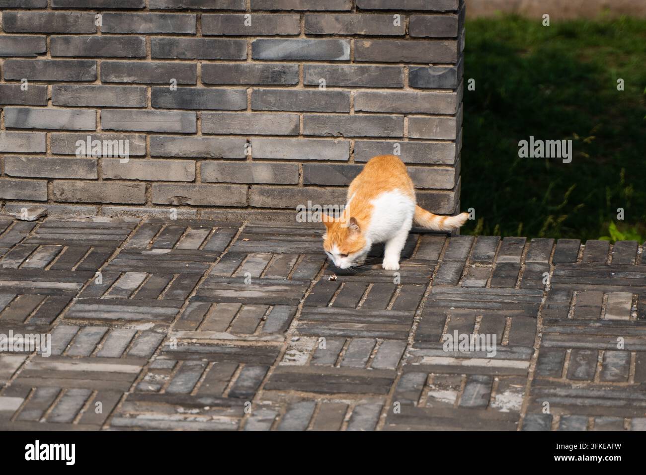 Chat orange et blanc reniflant le sol au coin d'un mur de briques bleues Banque D'Images