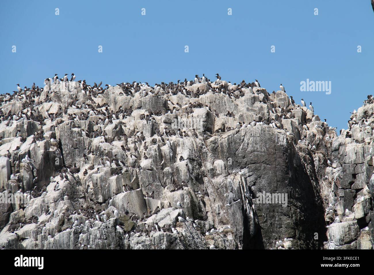 Grande collection d'oiseaux marins noirs et blancs sur une falaise maritime. Banque D'Images