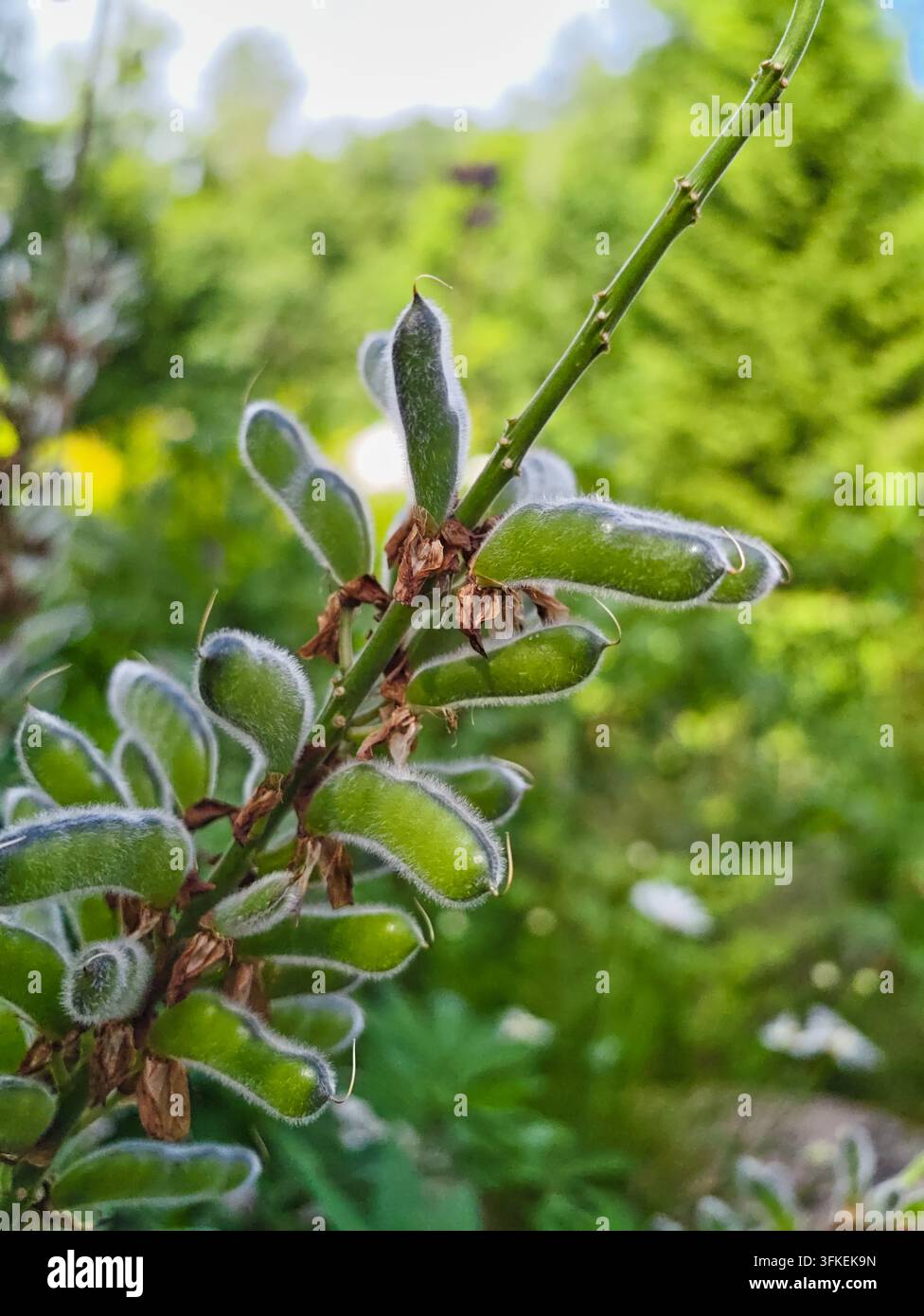 Les gousses de lupin apparaissent après la fin de la floraison. Les gousses oblongues, légèrement courbées et vert vif poussent en grappes le long de la tige. La surface de chaque gousse est d Banque D'Images