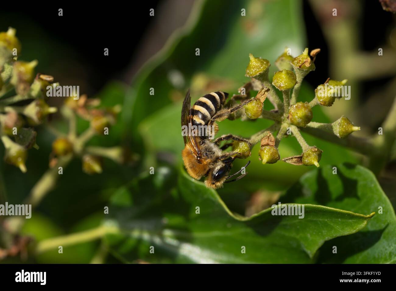 Ivy Bee Colletes hederae, une seule abeille se nourrissant d'une fleur de lierre, Nottinghamshire, Royaume-Uni, septembre Banque D'Images