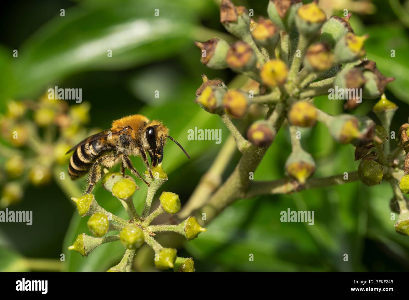 Ivy Bee Colletes hederae, une seule abeille se nourrissant d'une fleur de lierre, Nottinghamshire, Royaume-Uni, septembre Banque D'Images