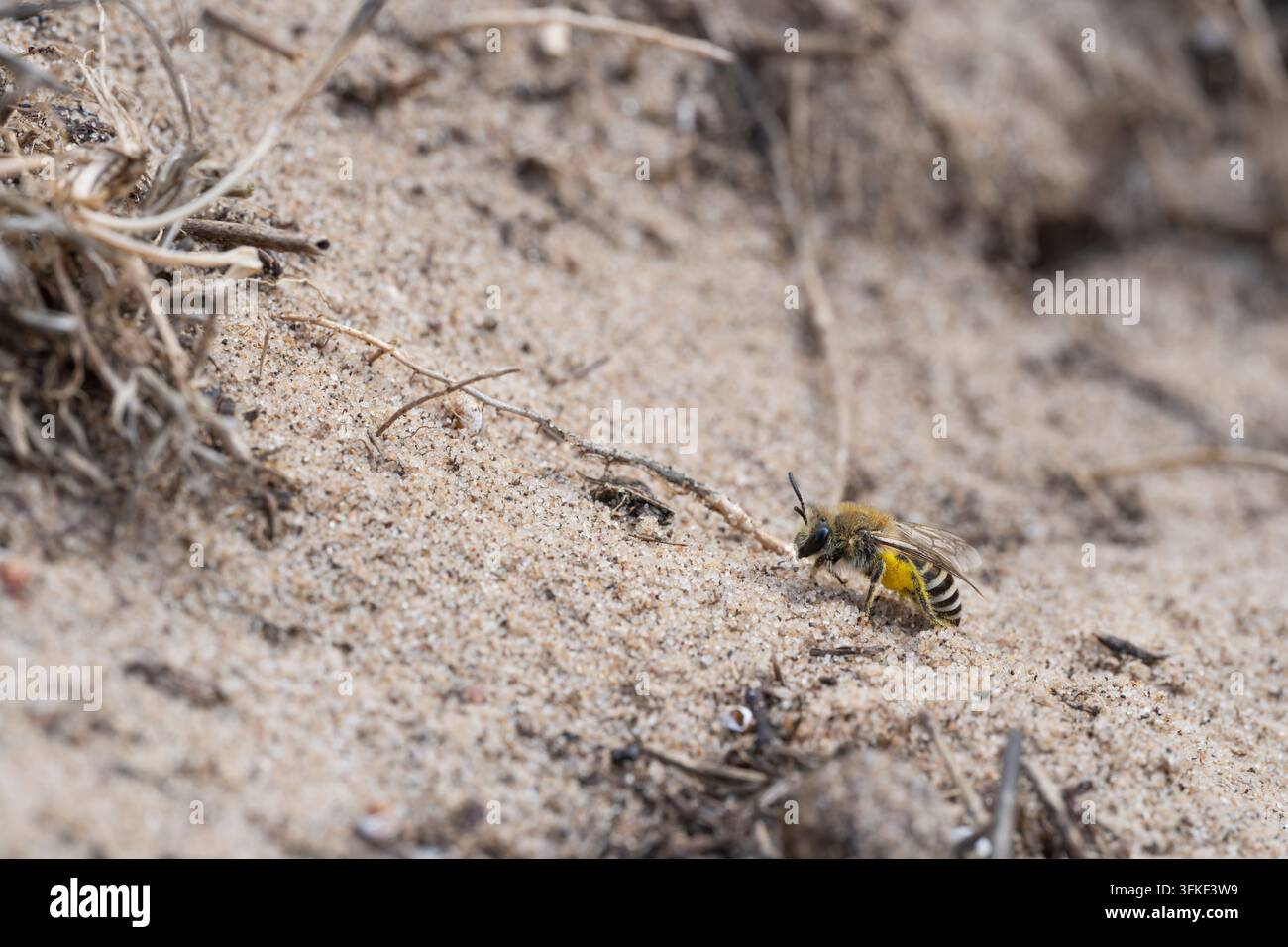 Abeille astérie marine Colletes halophilus, abeille solitaire unique approchant la chambre de nidification le long de la bordure d'une marais salant côtier, Donna Nook NR, Lincolnshire, Royaume-Uni, Se Banque D'Images