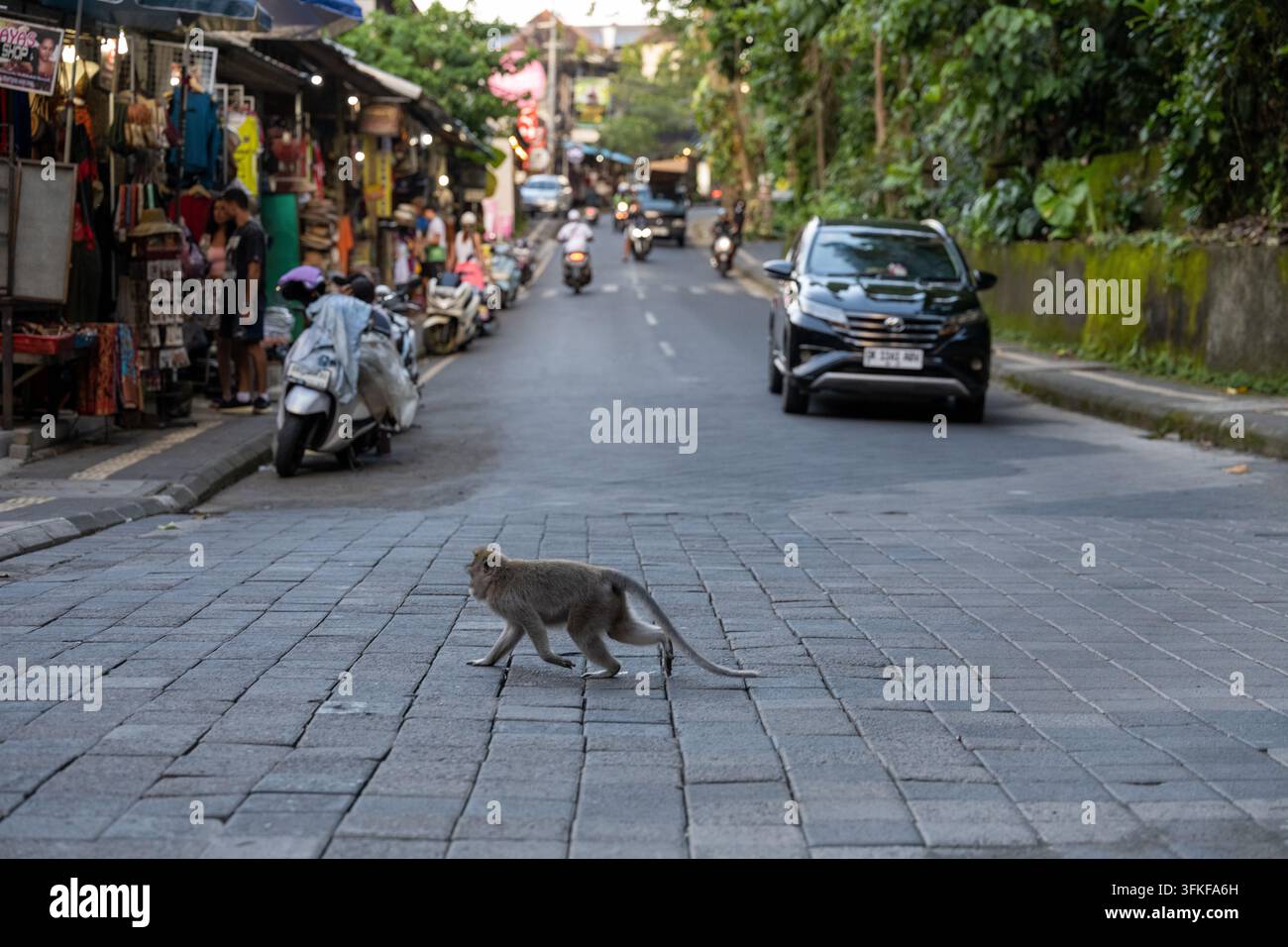 Ubud, Bali, Indonésie, 16 mars 2026. Un macaque à longue queue traverse une route active près des boutiques et de la circulation à Ubud Monkey Forest. Banque D'Images