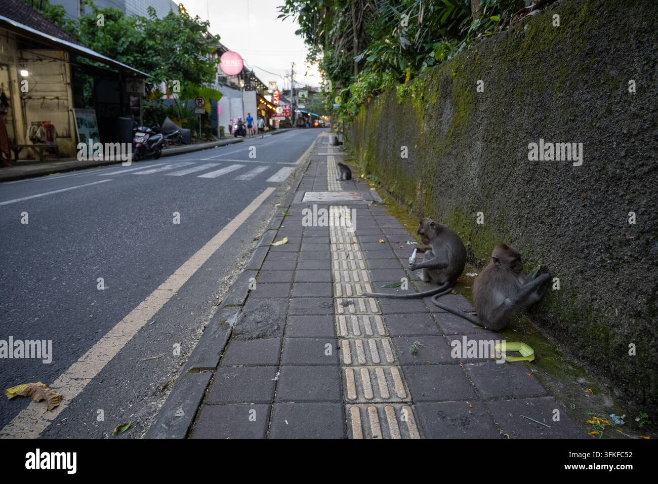 Ubud, Bali, Indonésie, 16 mars 2026. Des macaques à longue queue sont assis près d'un mur et manipulent du plastique jeté le long de Jalan Monkey Forest. Banque D'Images
