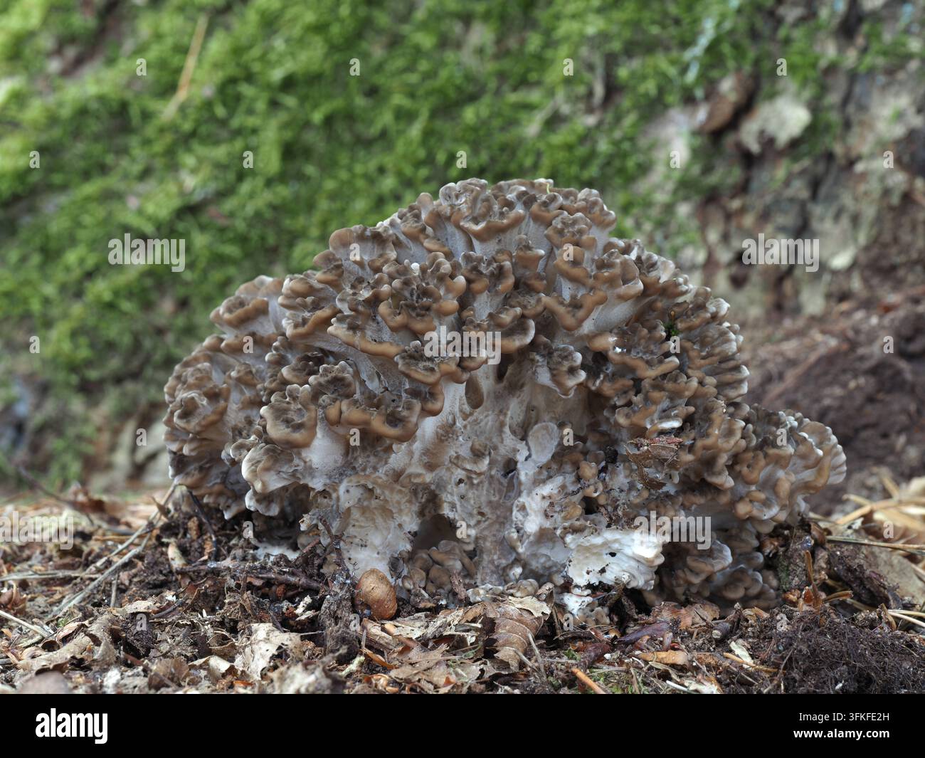Champignon à crécelle, Grifola frondosa au pied d'un vieux chêne. Les champignons à crécelle sont récoltés et appréciés comme champignons médicinaux. Ils ont un goût excellent lorsqu'ils sont jeunes. *** Champignon Maitake Grifola frondosa au pied d'un vieux chêne. Les champignons Maitake sont récoltés et appréciés comme champignons médicinaux. Ils ont un goût excellent lorsqu'ils sont jeunes. Banque D'Images