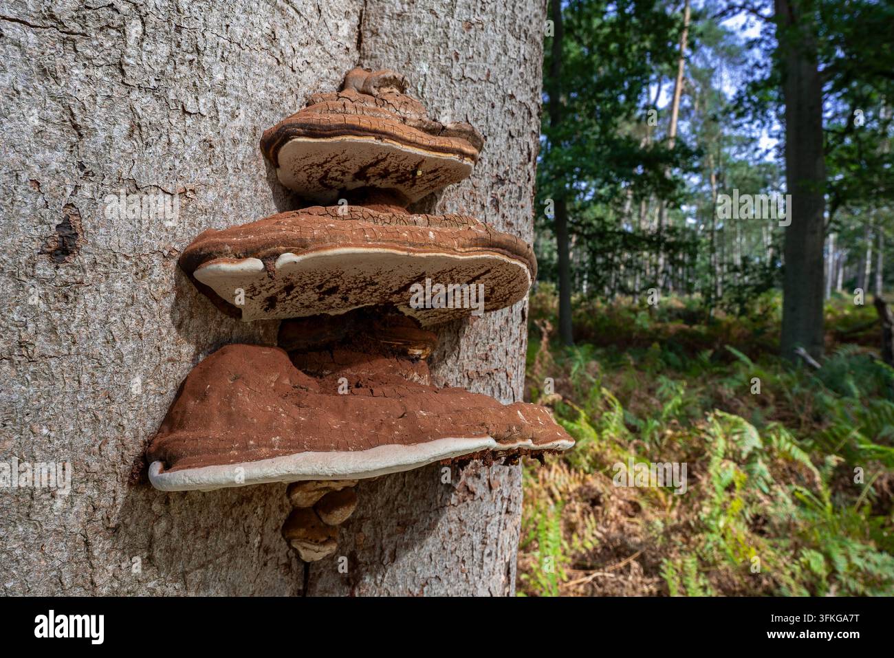 Champignon à crochets du sud / Ganoderma du sud (Ganoderma australe / Ganoderma europaeum / Polyporus adspersus / Ganoderma adspersum) sur tronc d'arbre Banque D'Images