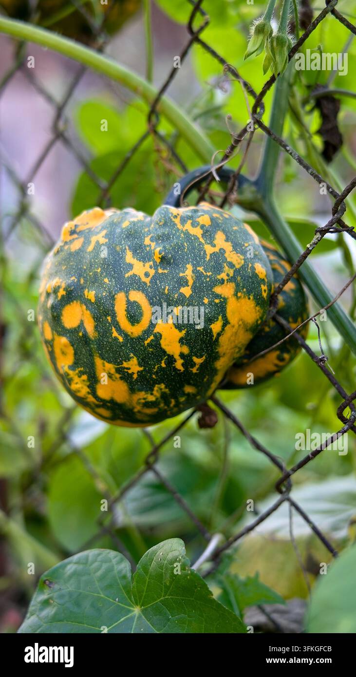 Courge décorative à motifs poussant sur une clôture métallique dans un jardin Banque D'Images