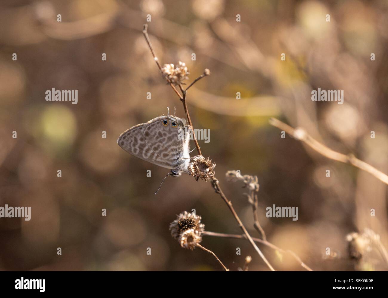 Papillon bleu à queue courte de Lang - Leptotes pirithous Banque D'Images