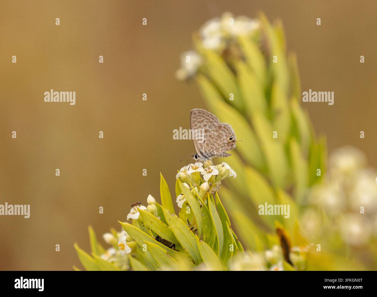 Lang's Blue à queue courte – Leptons pirithous Banque D'Images