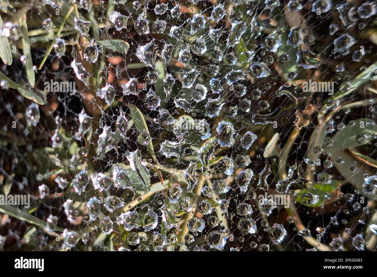 Gouttelettes d'eau étincelantes sur une toile d'araignée dans un buisson Banque D'Images