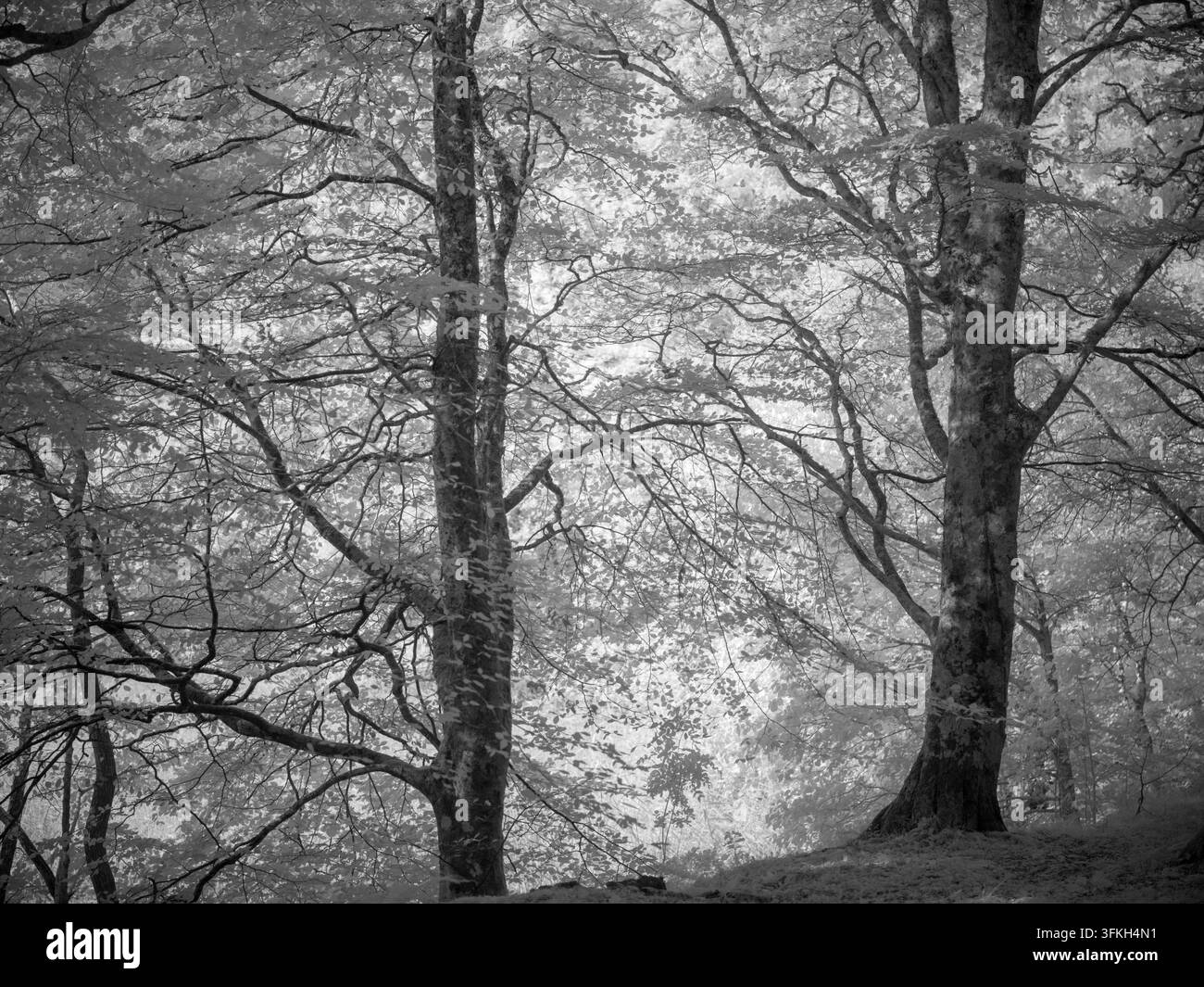 Une vue d'arbres aux branches complexes dans une forêt ombragée. Le filtre infrarouge révèle le spectre proche infrarouge, créant une apparence unique. Ce Banque D'Images