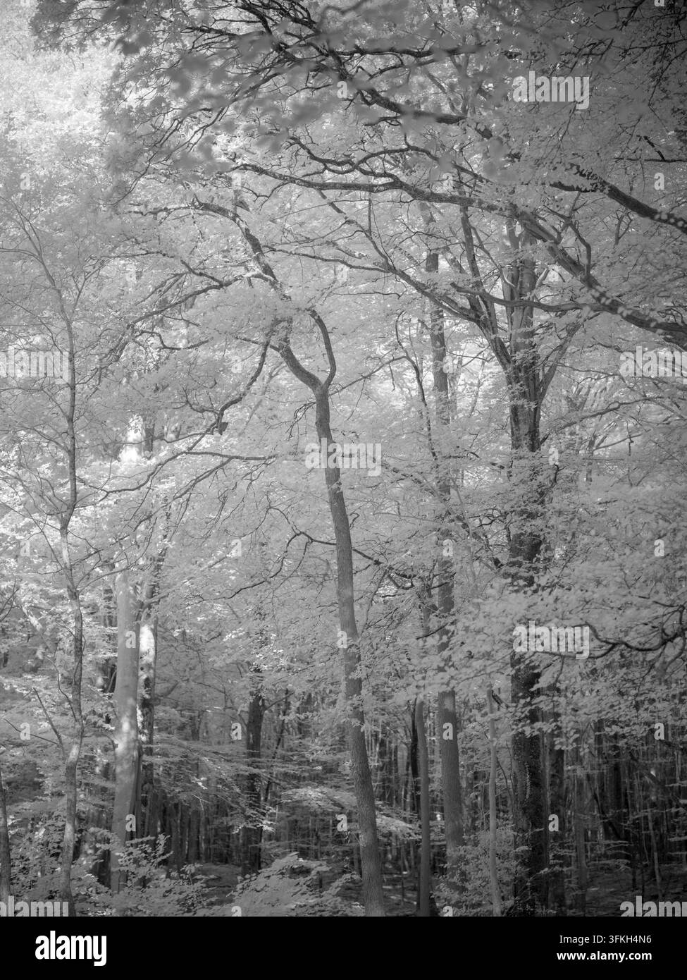 Zone forestière remplie d'arbres et d'un feuillage dense sous un filtre infrarouge. La scène montre une gamme de lumière se reflétant sur les feuilles. Différentes nuances Banque D'Images