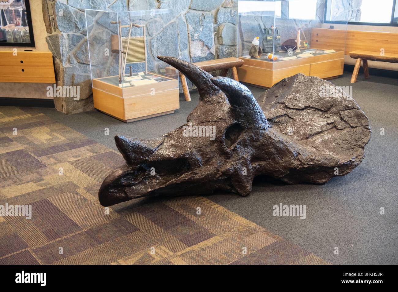Une réplique du crâne d’un tricératops exposée à l’aéroport international de Bozeman Yellowstone dans le Montana. Banque D'Images