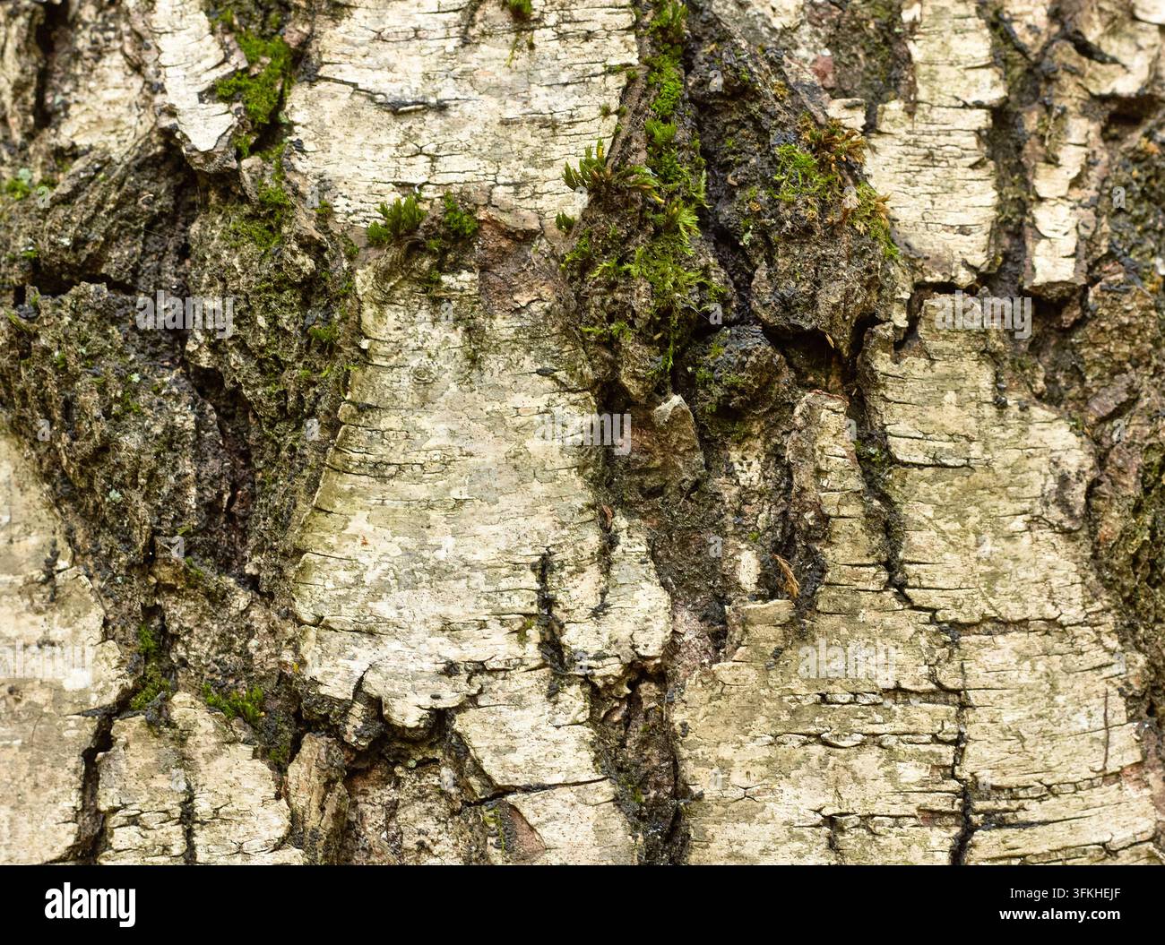 Grossissement d'écorce de bouleau montrant des couches pâles s'écaillant, des stries sombres, des crevasses profondes et de la mousse verte éparse sur une surface naturelle richement texturée Banque D'Images