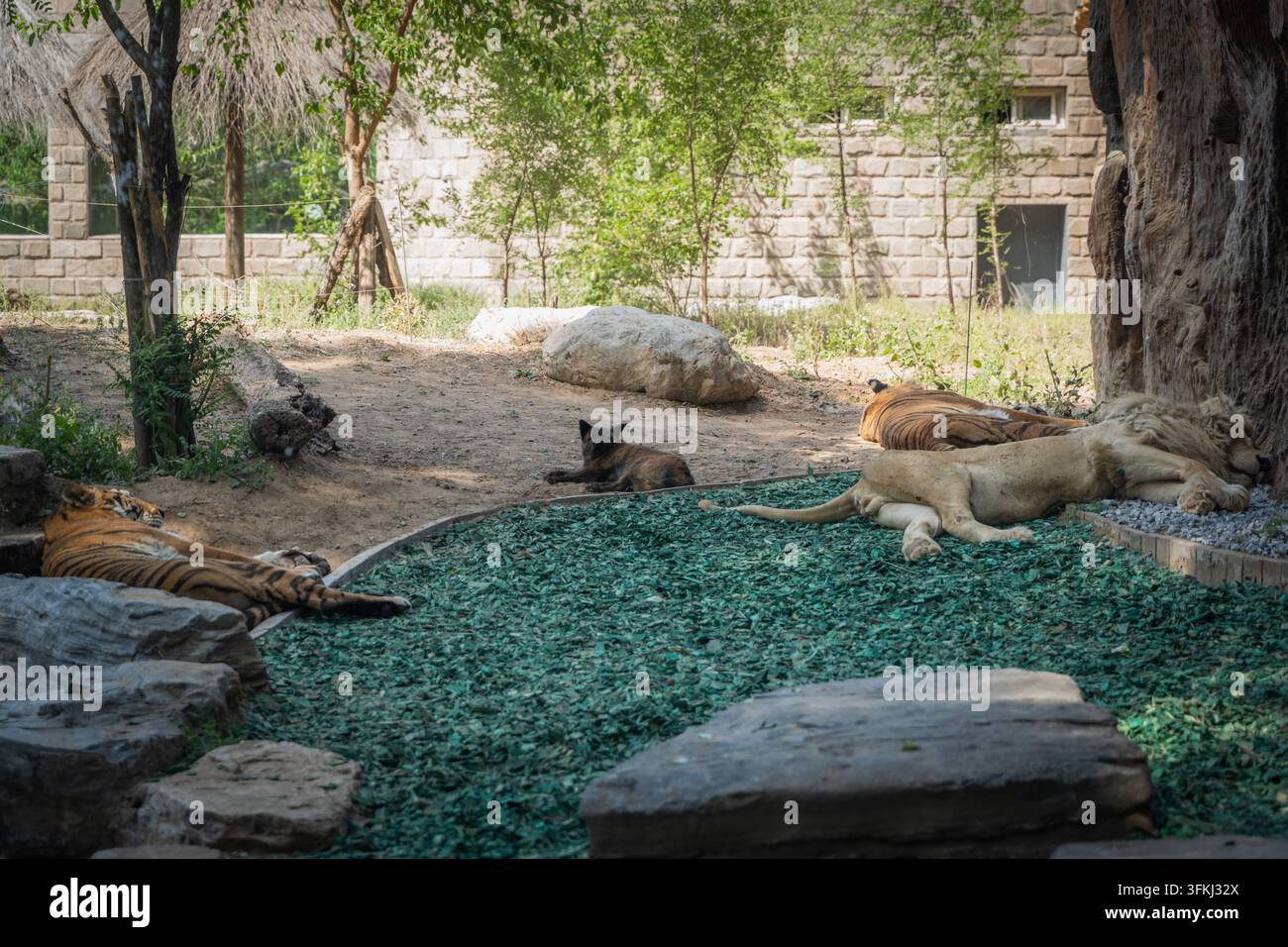 Des tigres, des lions et un chiot se reposant ensemble dans un enclos de zoo Banque D'Images