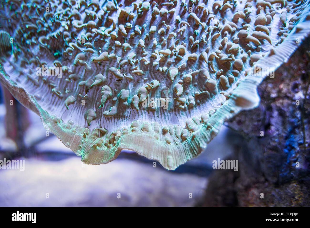 Macro rapprochée des tentacules d'une corail champignon Banque D'Images