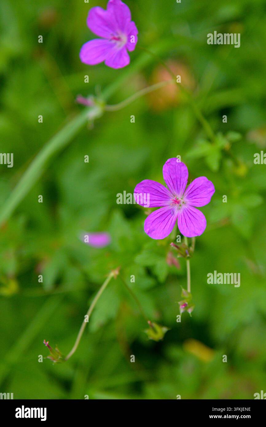 Fleurs de géranium sauvage violettes éclatantes épanouies parmi un feuillage vert frais, capturées avec une mise au point sélective et un fond naturel doux. Idéales pour les botani Banque D'Images