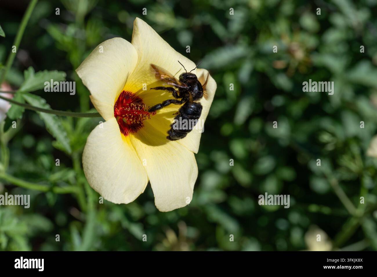 Bourdonnais du désert (Bombus sonorus) sur Hibisce de Coulter (Hibiscus coulteri) Banque D'Images