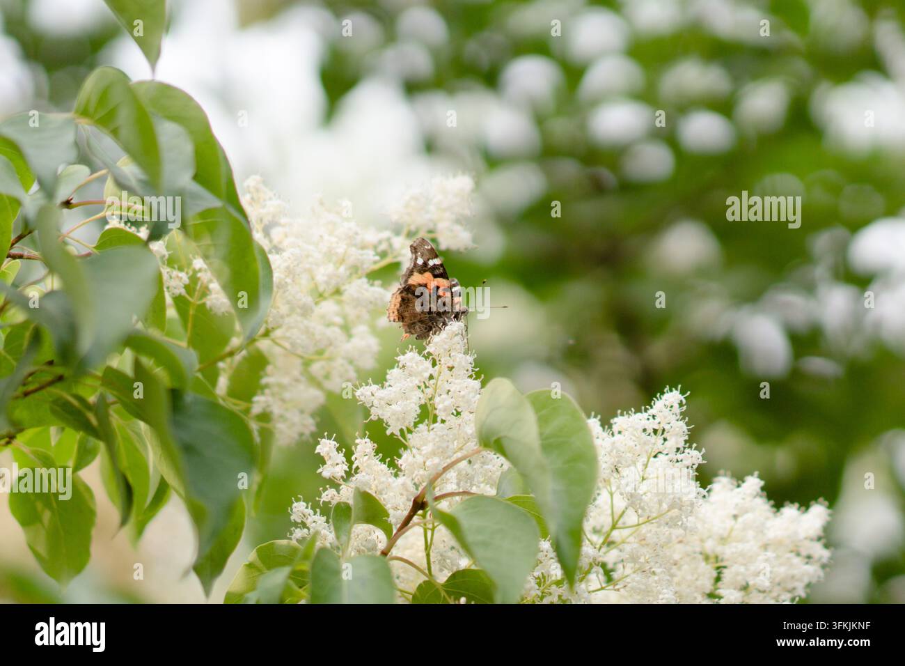 Papillon admiraux rouge posé sur des fleurs de lilas blanc Banque D'Images
