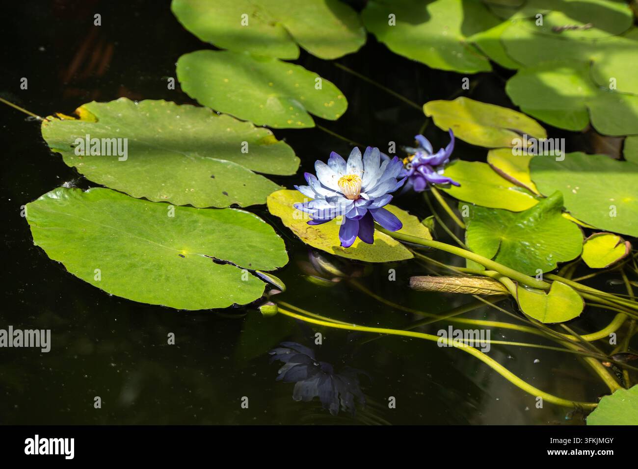 Grossissement de fleurs de nénuphar bleu-violet dans un étang Banque D'Images