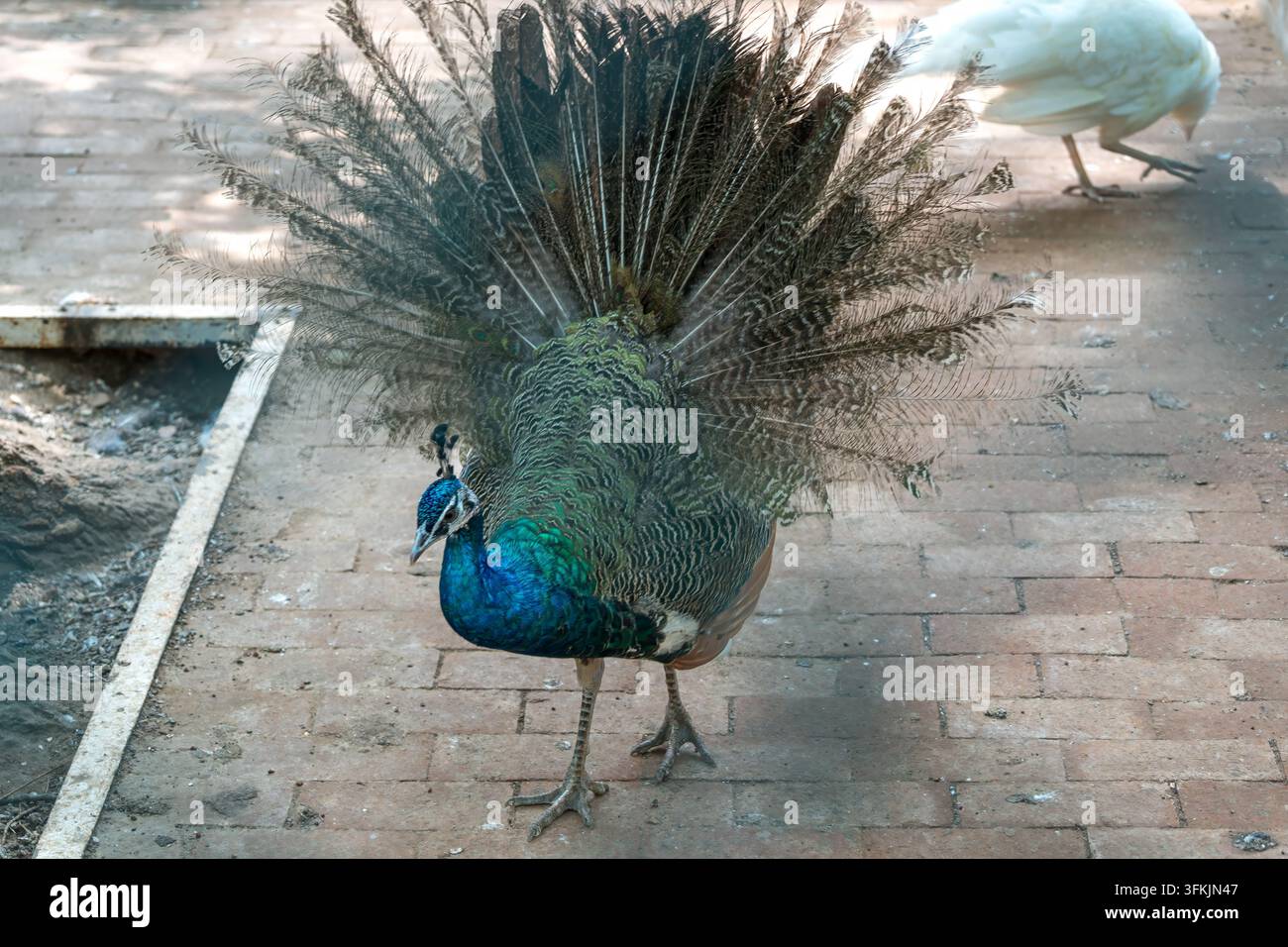 gros plan des plumes de la queue d'un paon bleu déployées, prises au zoo Banque D'Images
