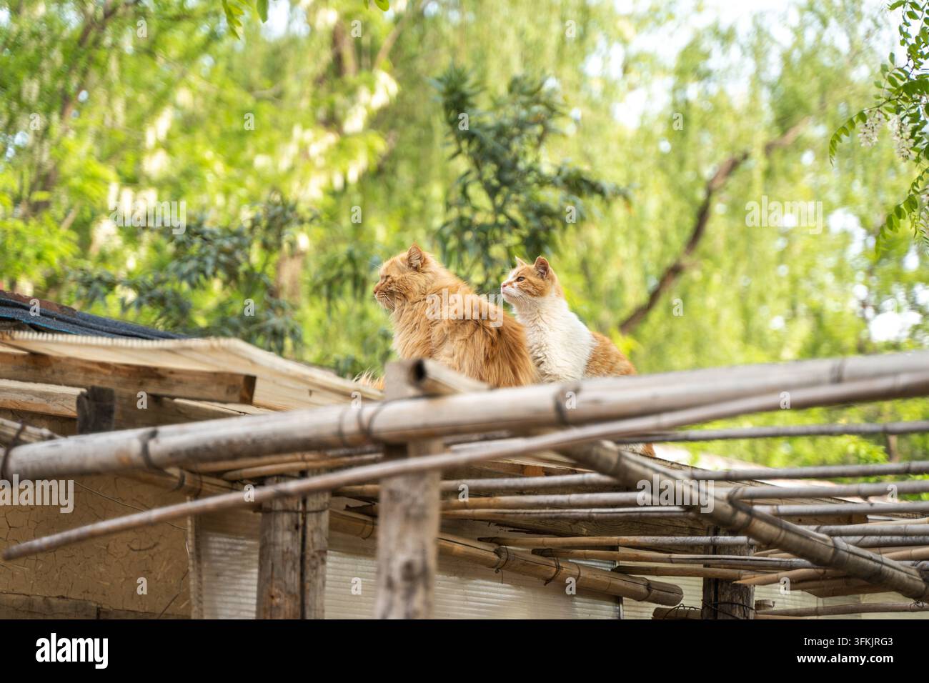 Deux chats orange assis sur le toit d'une vieille maison, regardant au loin Banque D'Images