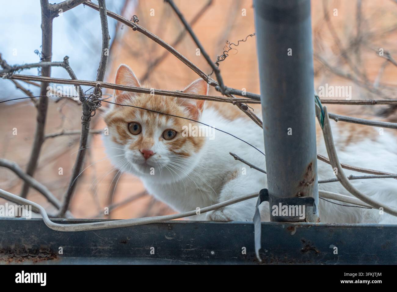 Close-up of a cat Banque D'Images