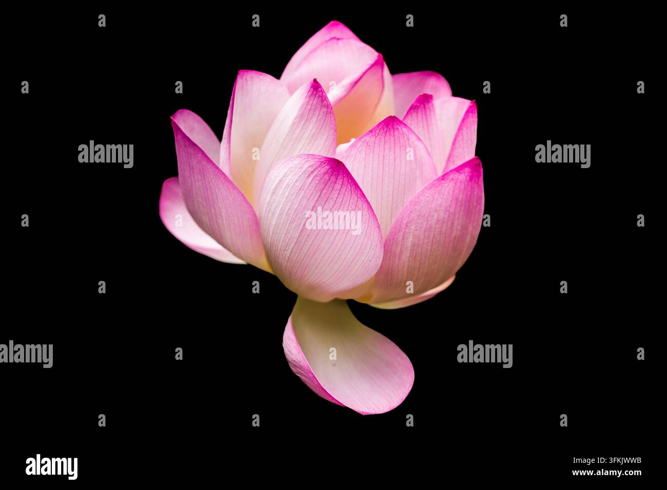 Grossissement des pétales de fleur de lotus rose en texture sur fond noir uni Banque D'Images
