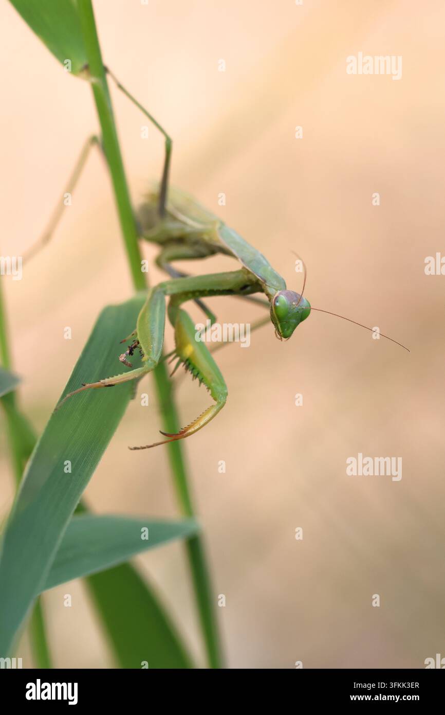 Mante religieuse européenne (Mantis religiosa) photographiée en Espagne Banque D'Images