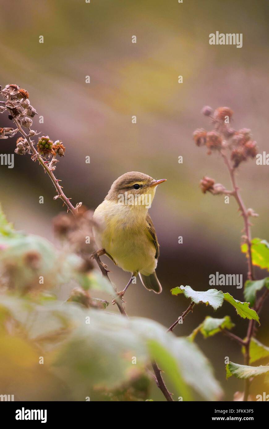 Acrocephalus des marais (Phylloscopus trochilus) photographié dans les Mendip Hills, Somerset Banque D'Images