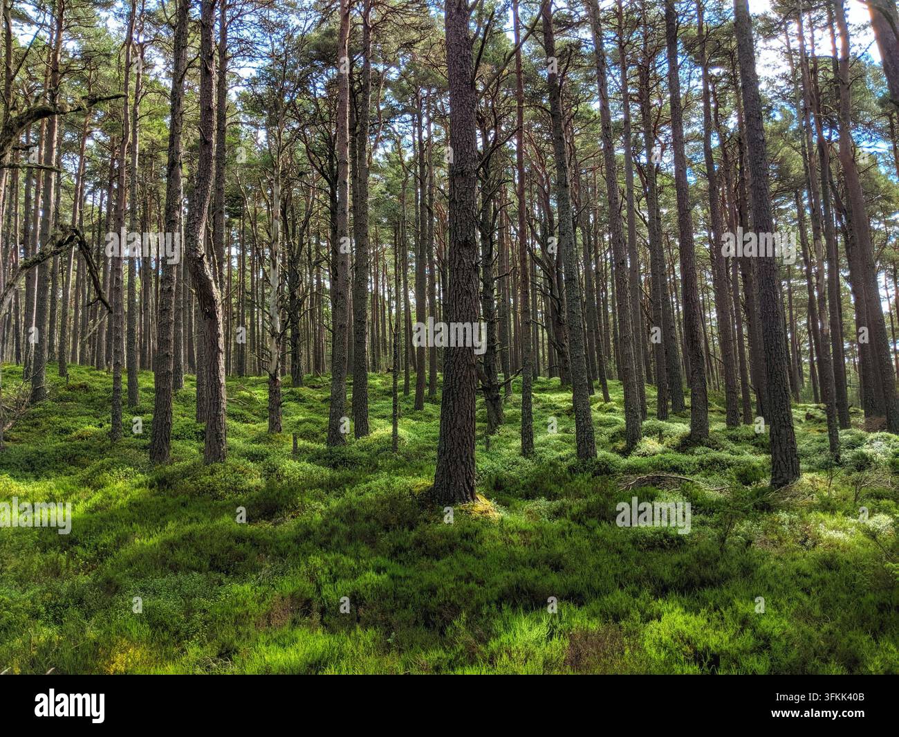 Pin sylvestre (Pinus sylvestris) photographié dans les Cairngorms, Écosse Banque D'Images