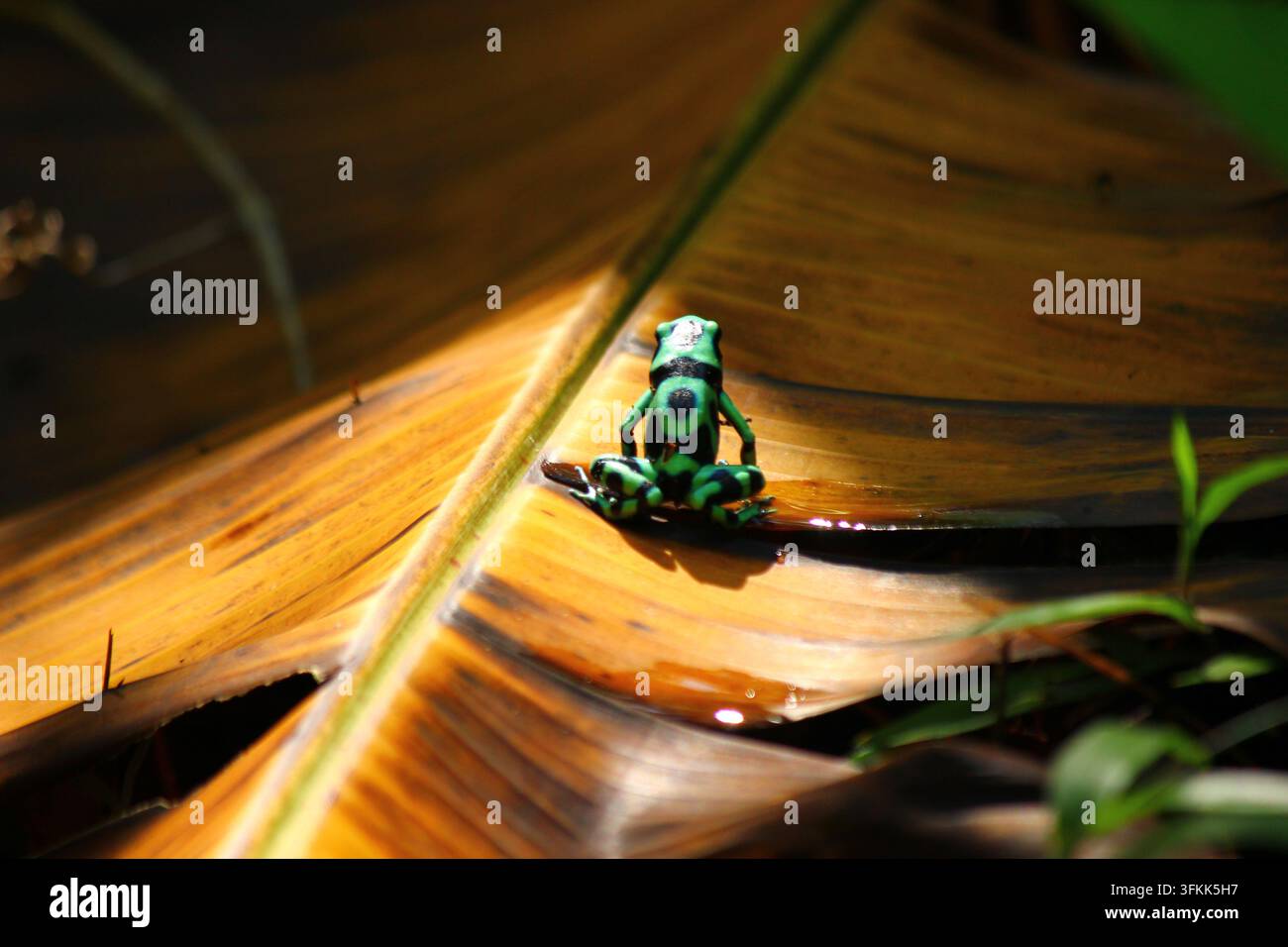 Grenouille venimeuse verte et noire (Dendrobates auratus) photographiée au Costa Rica Banque D'Images
