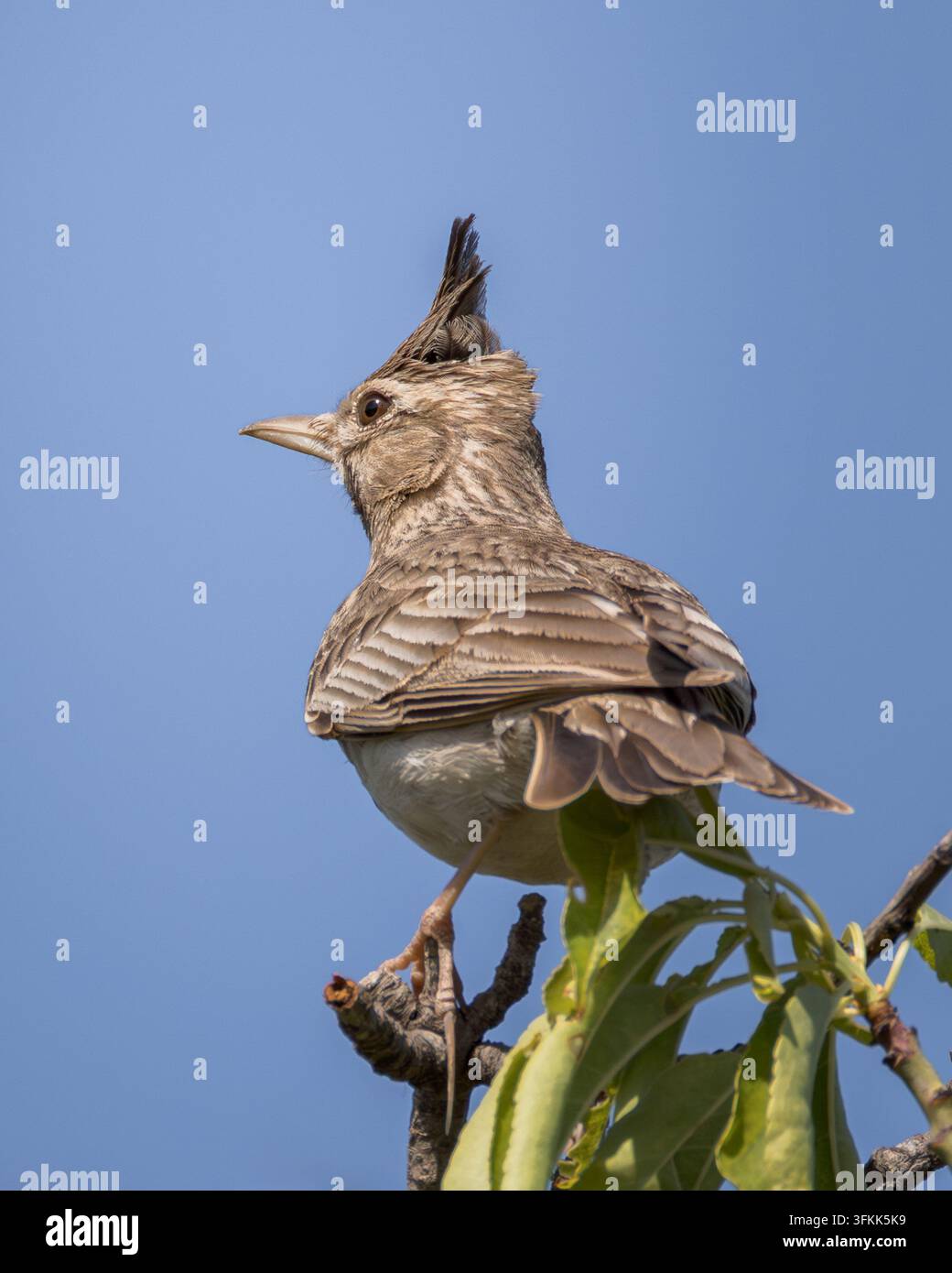 Alouette huppée Galerida cristata perchée haut sur une branche d'arbre avec des feuilles vertes. Petit oiseau chanteur brun avec une crête verticale proéminente Banque D'Images