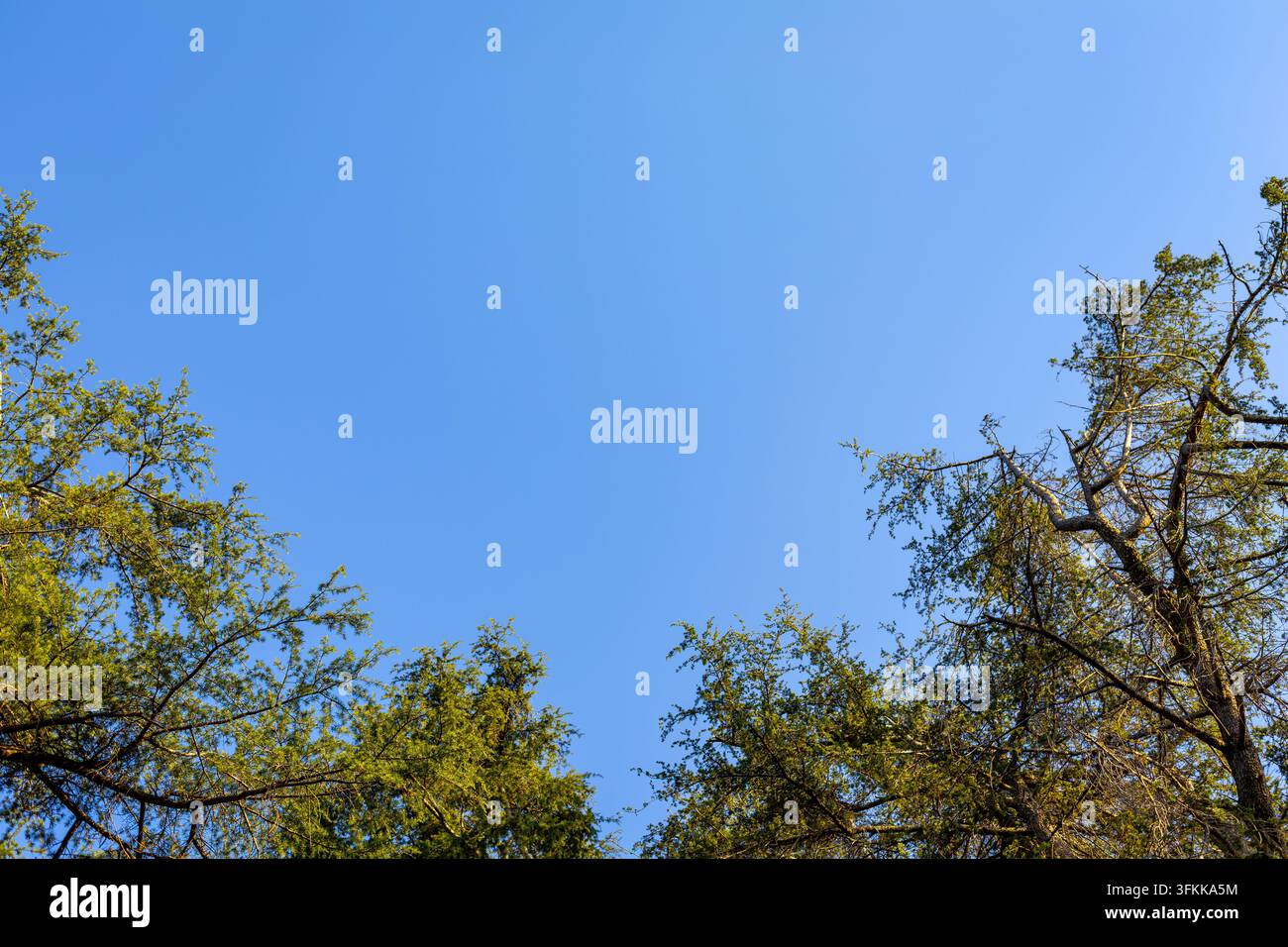 Branches d'arbres verts encadrant un ciel bleu clair. Les branches d'arbres et le feuillage vert encadrent un vaste ciel bleu clair avec un espace libre abondant. Banque D'Images