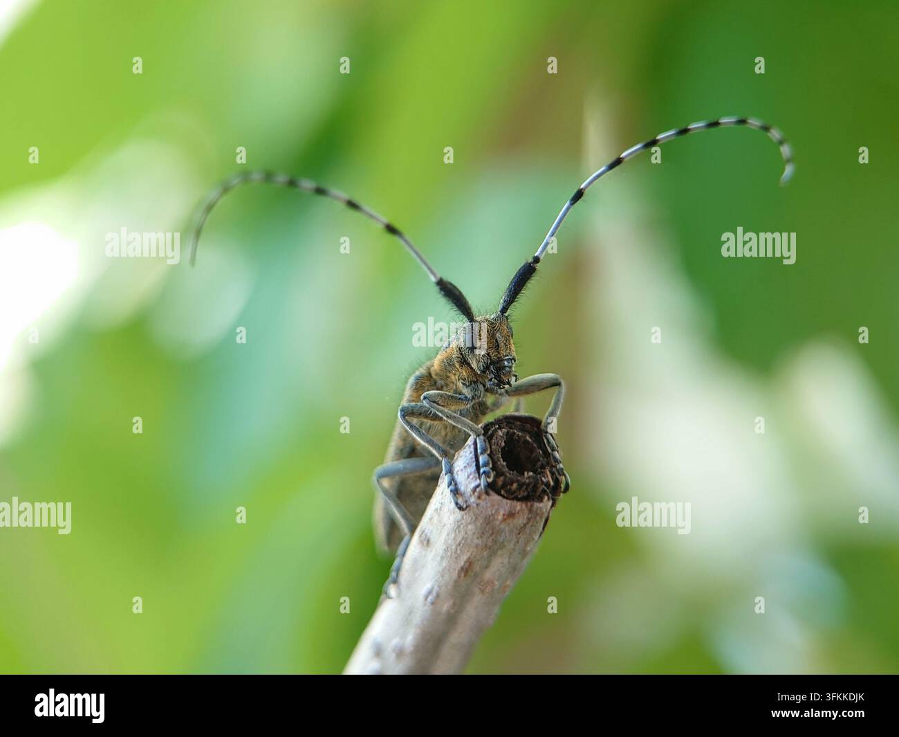 Scarabée dorée (Agapanthia villosoviridescens) Banque D'Images
