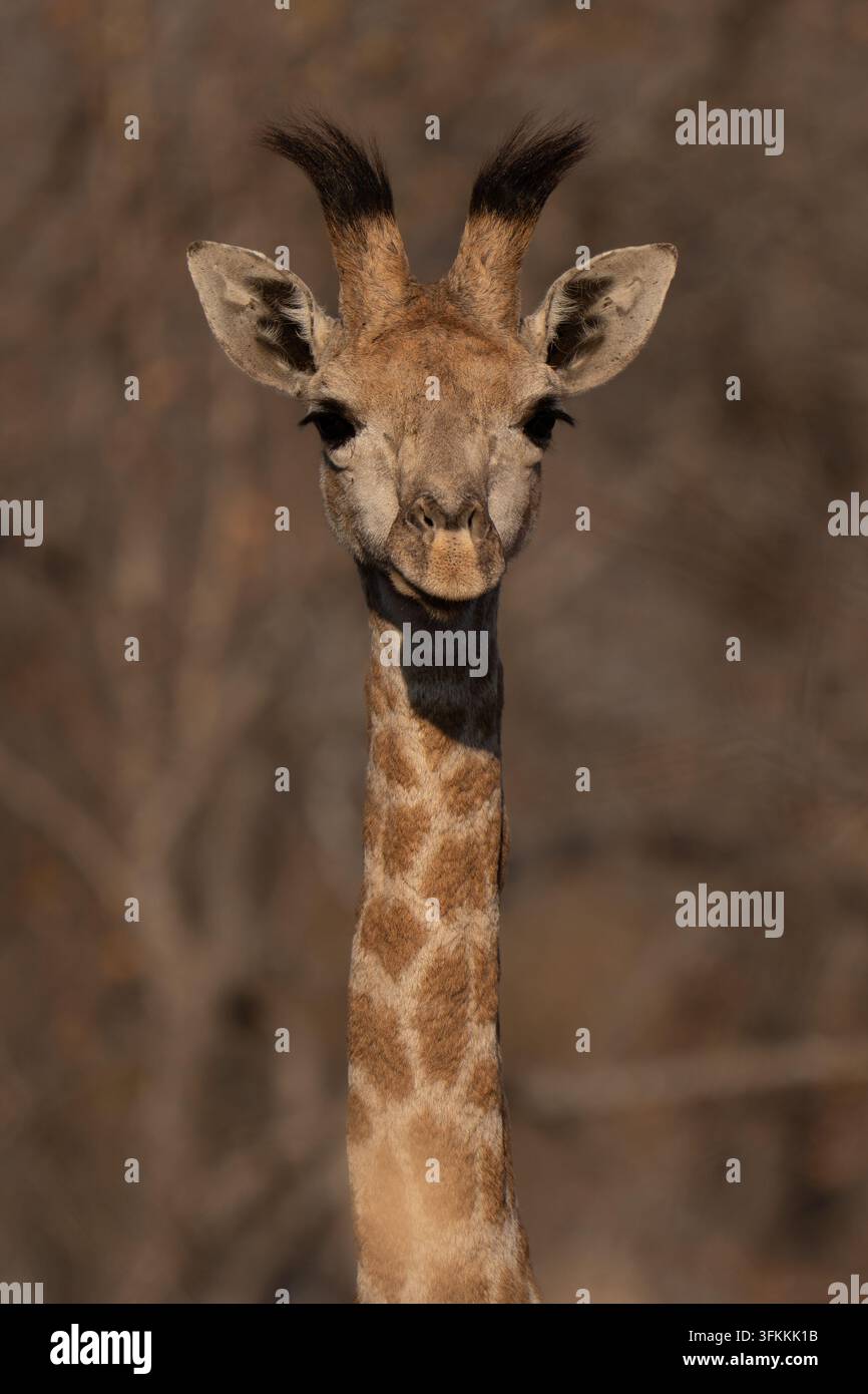 Portrait mignon d'un bébé girafe au lever du soleil regardant dans l'appareil photo, les ossicones encore recouverts de poils Banque D'Images