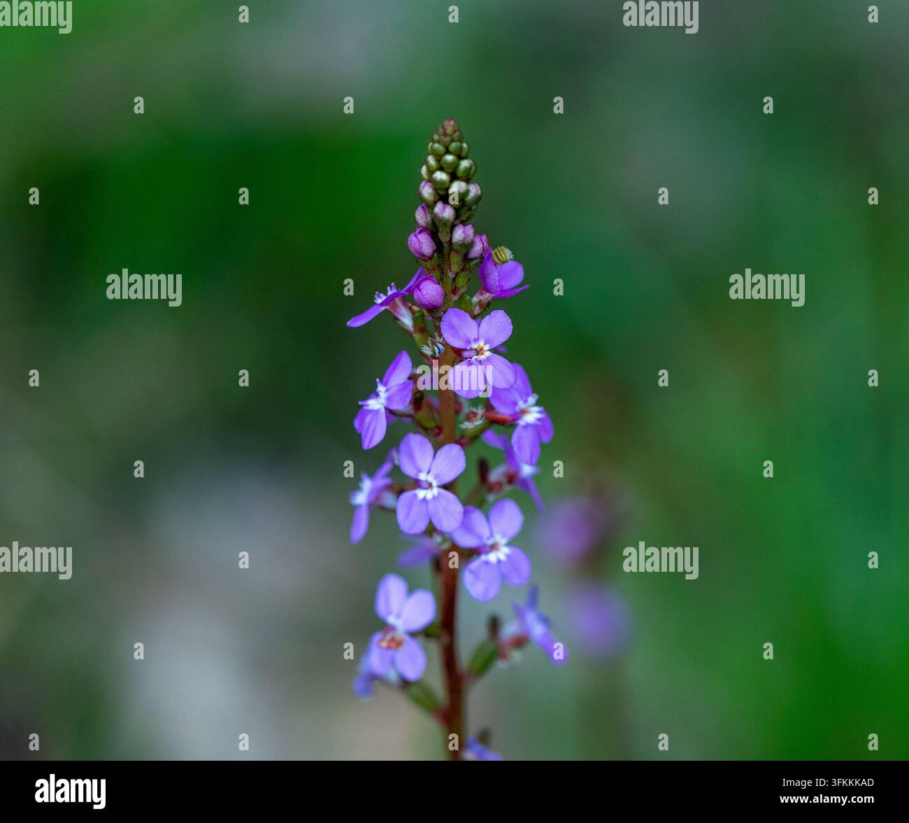 Vue rapprochée d'une plante Trigger montrant ses fleurs délicates et sa structure florale distinctive en Victoria, Australie. La plante indigène australienne est Banque D'Images