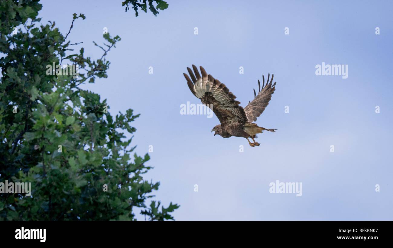 Busard en vol avec les ailes déployées. Banque D'Images