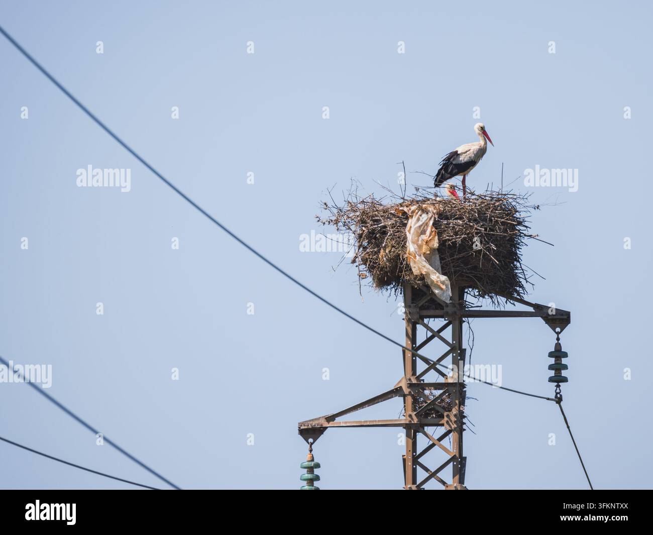 Paire de cigognes blanches Ciconia ciconia nichant au sommet d'un pylône électrique. Couple de cigognes dans un grand nid construit sur une tour de haute tension Banque D'Images