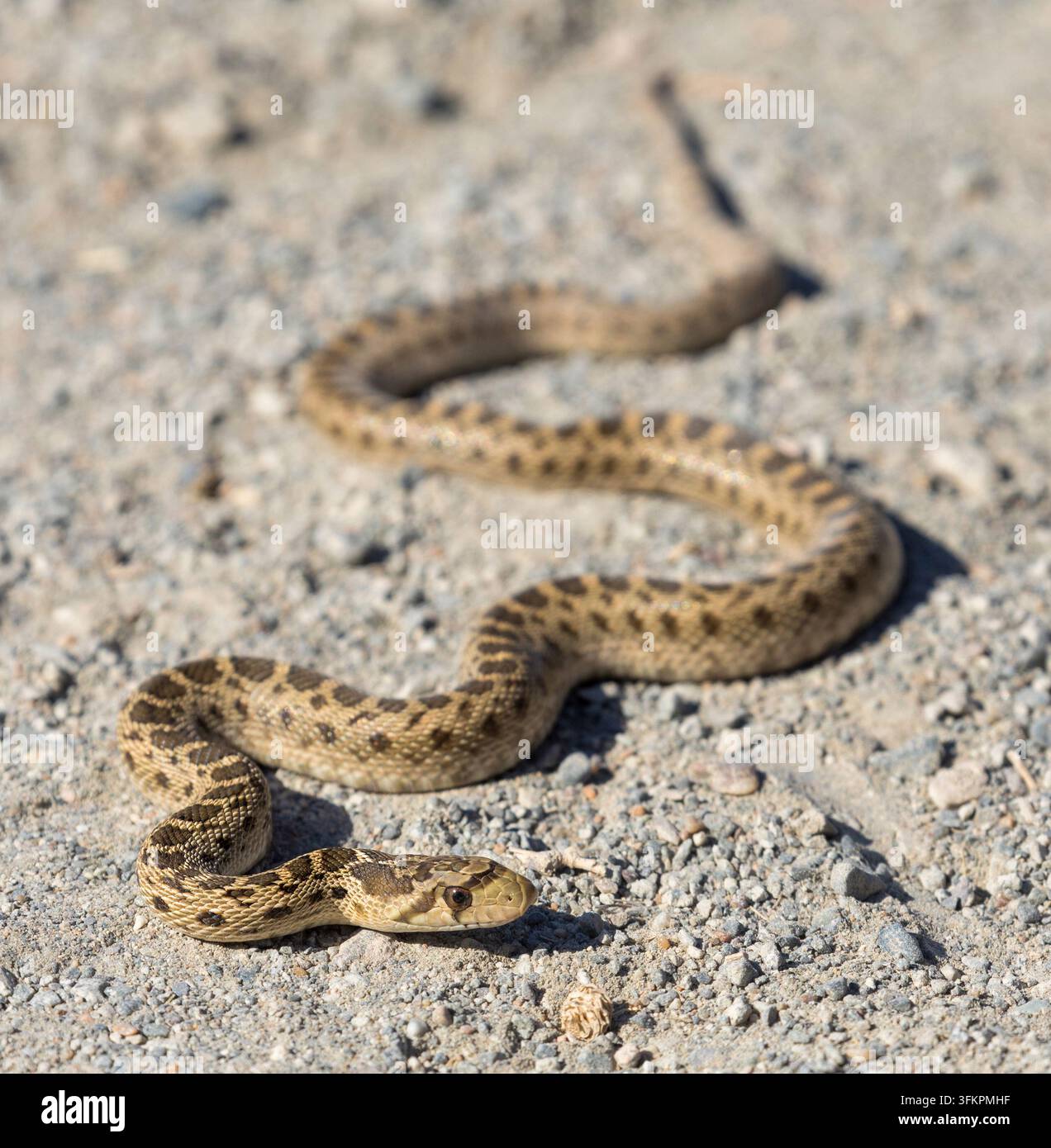 Jeune serpent gopher du Pacifique sur un sentier de gravier à la réserve d'Arastradero, Palo Alto, Californie. Banque D'Images