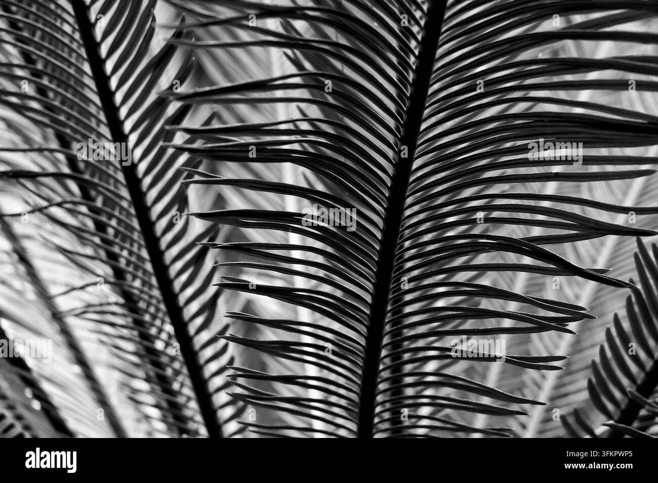 Photographie macro abstracte en noir et blanc de feuilles de cycas mettant en valeur des motifs symétriques, des textures et des structures naturelles géométriques Banque D'Images