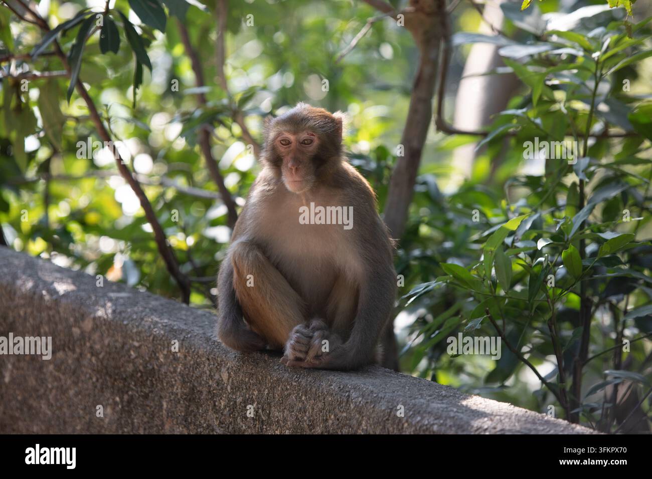 Un singe macaque se repose sur un mur de pierre au Kam Shan Country Park (Monkey Hill), New Territories, Hong Kong, observant son habitat boisé. Banque D'Images