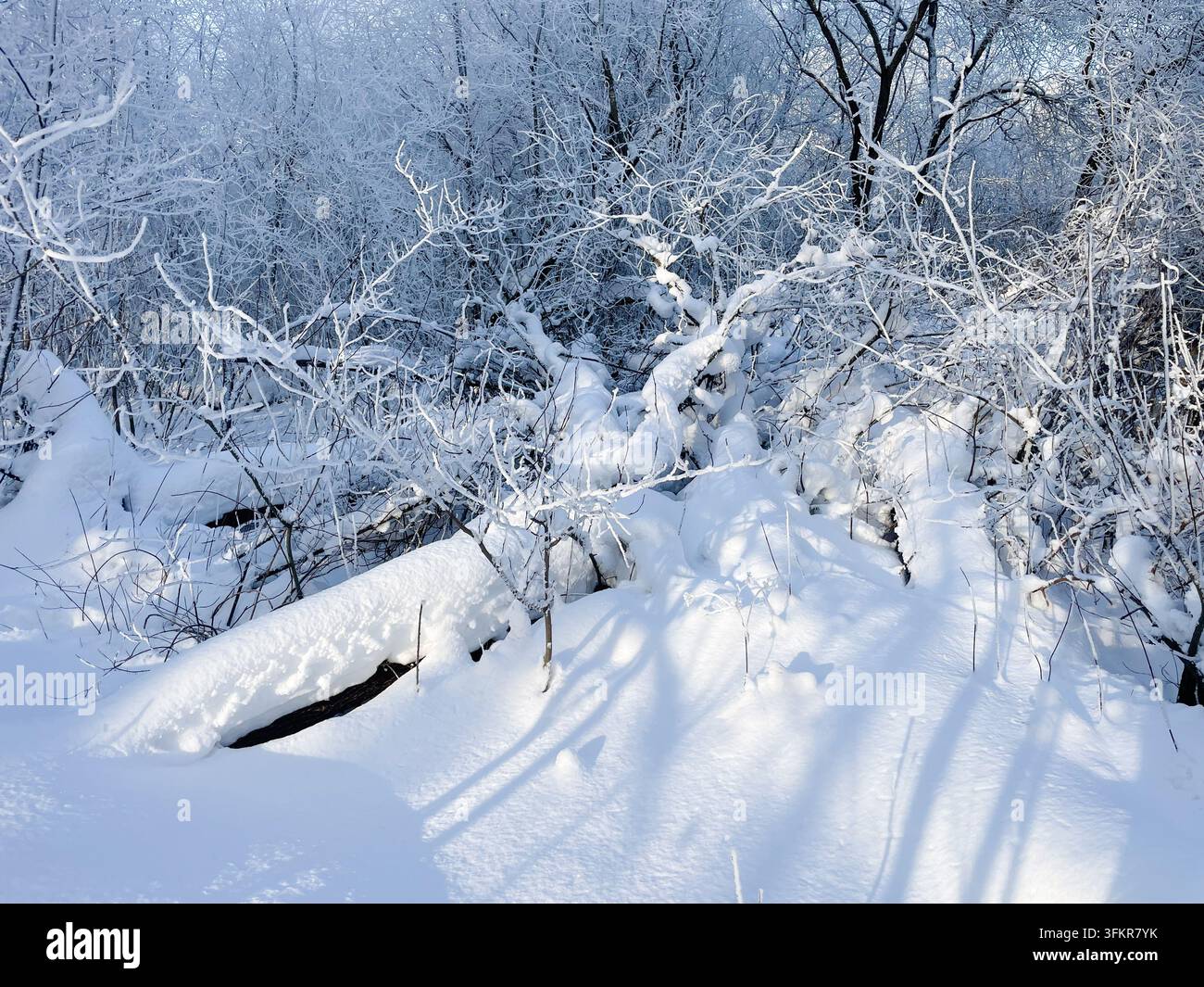 Forêt d'hiver recouverte d'une épaisse couche de neige et de givre par une journée ensoleillée Banque D'Images