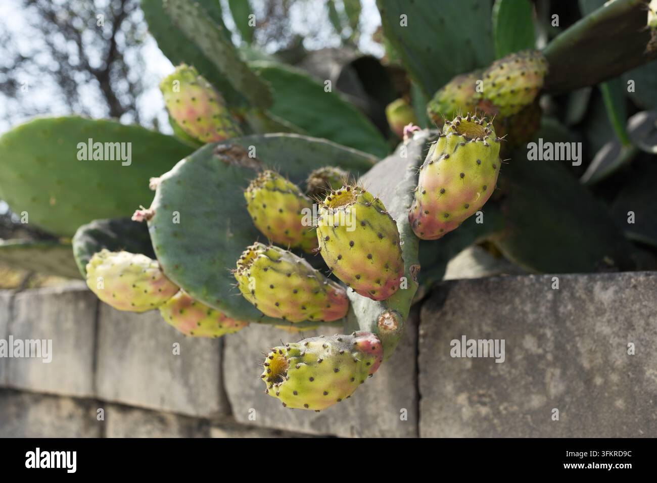 Grossissement de fruit de figue de Barbarie poussant sur l'île de Malte Banque D'Images