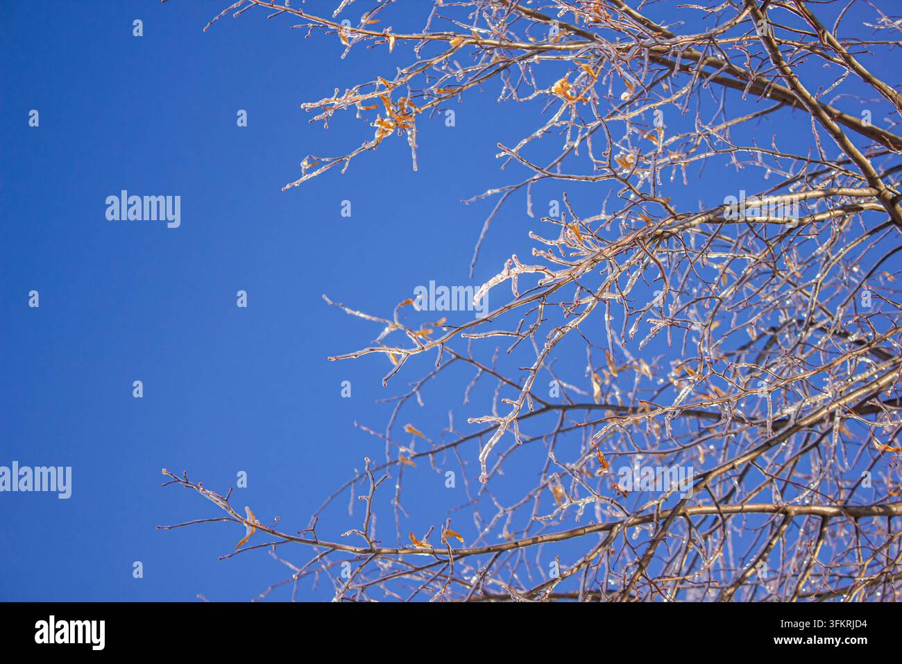 Branches d'arbres glacées contre un ciel bleu clair d'hiver, fond de nature gelée avec du givre étincelant et une atmosphère de froid saisonnier Banque D'Images